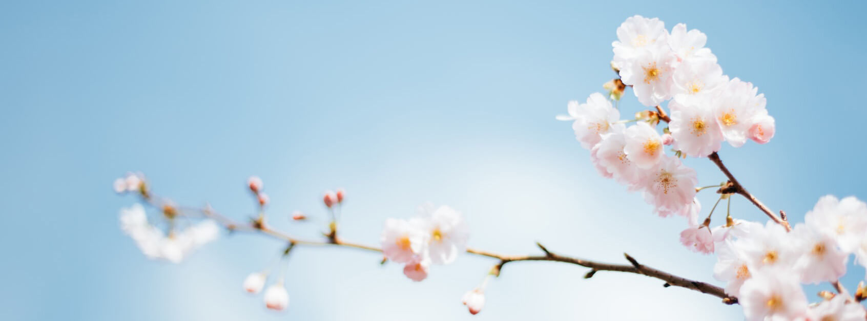 静花寒